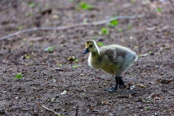 Canadian gosling on grass field