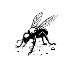 Monochrome illustration of an insect with translucent wings amidst rocky ground