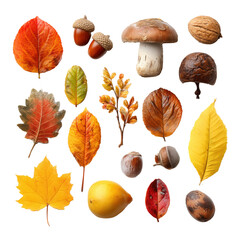 Obraz premium Autumn Leaves, Nuts, and Mushrooms , isolated on white background png