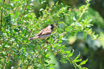 The bird is holding a worm in its beak and is sitting on a branch.
