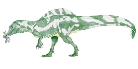 シギルマッササウルス,白亜紀後期に生存したスシギルマッササウルス。ピノサウルスの仲間。半水棲の大型恐竜。明確な尾椎の化石はないが、尾鰭の構造はスピノサウルスに倣った。