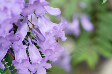 Jacaranda flowers on a branch
