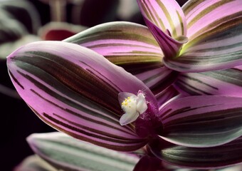 pink and green leaves of Tradescanthia potted plant close up