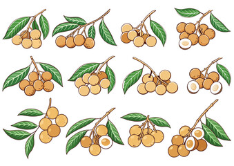&ldquo;Thai Longan Delight &ndash; Nature&rsquo;s Sweet Vector Set&rdquo;