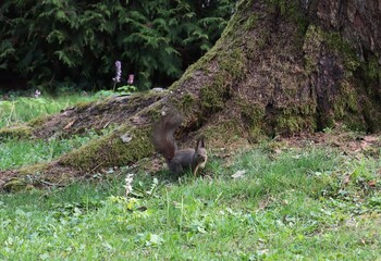 wild animal Sciurus vulgaris-Squirrel in park close up