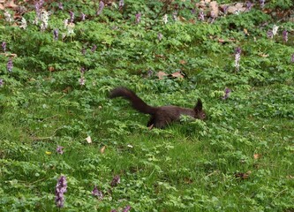 wild animal Sciurus vulgaris-Squirrel in park close up
