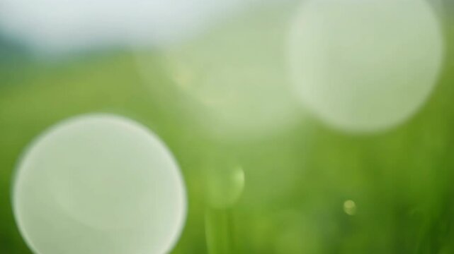 Fresh green grass and tea leaves glistening with water drops, a vibrant macro of nature's clean summer dew