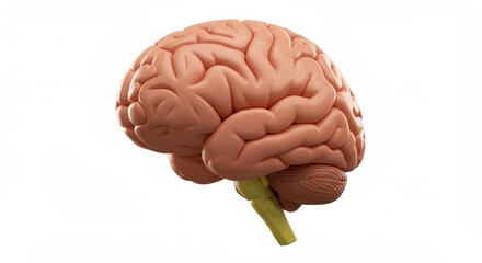 Human Brain Anatomy: Detailed 3D Model of the Cerebrum and Brainstem