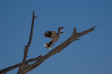 The northern red-billed hornbill (Tockus erythrorhynchus) is a species of hornbill in the family Bucerotidae.