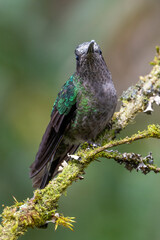 sitting green and white hummingbird costa rica