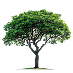 Obraz premium Acacia Tree isolated on transparent background