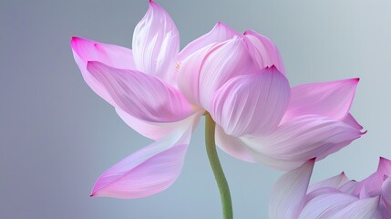 Obraz premium Fresh flower art illustration image