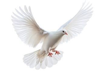 Peaceful white dove in flight captured midair and isolated on a pure white transparent background