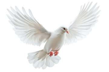 White dove flying gracefully with open wings beautifully isolated on a clean white transparent background