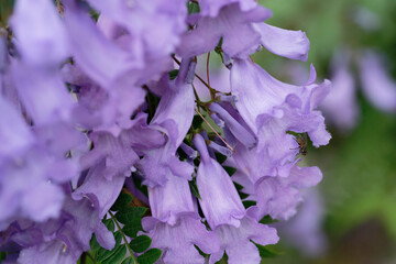 Jacaranda flowers on a branch