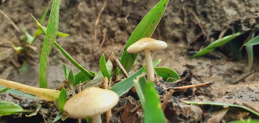 Small poisonous mushrooms grow in nature after the rain.
