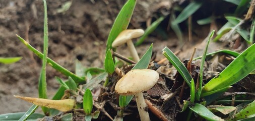 Small poisonous mushrooms grow in nature after the rain.