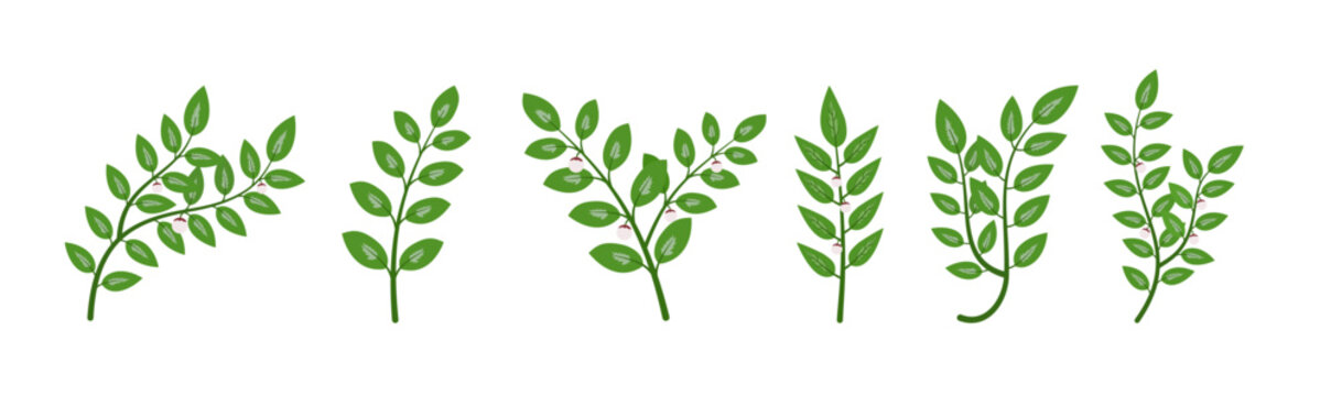 Katuk Leaf Vector Illustration (Sauropus androgynus) &ndash; Herbal Plant Clipart for Health and Nature Designs