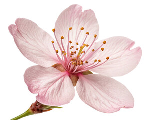 Fototapeta premium Sakura, sakura flowers isolated on white