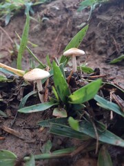 Small poisonous mushrooms grow in nature after the rain.
