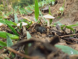 Small poisonous mushrooms grow in nature after the rain.