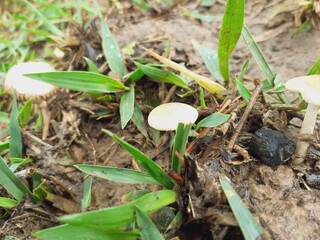Small poisonous mushrooms grow in nature after the rain.