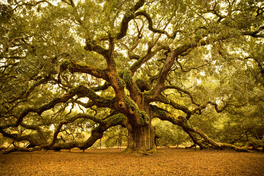 Ancient Angel Oak tree near Charleston South Carolina USA