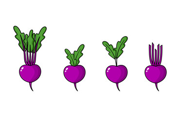 Beetroot Clipart Vector (Beta vulgaris) – Organic Vegetable Illustration for Farm and Kitchen Designs