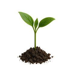 young green plant isolated on transparent or white background png