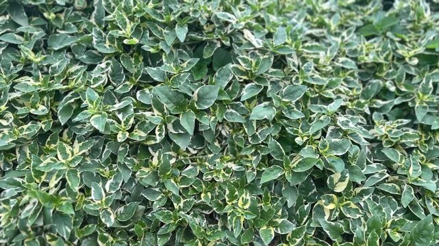 Close-up of Graptophyllum pictum plants with dense green leaves and creamy white variegated edges
