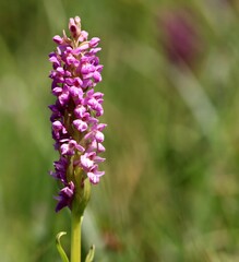 wildlife,nature,animals,plants,forest,jungle,savannah,greenery,ecosystem,flora,fauna,natural,adventure,exploration,wilderness,trees,birds,mammals,reptiles,insects,habitat,balance,harmony,beauty,scener