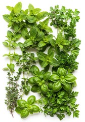 Obraz premium Fresh Culinary Herbs Collection