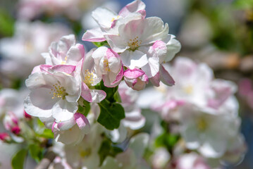 appletree blossom branch in the garden in spring
