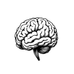 Detailed anatomical illustration of a human brain with complex convolutions