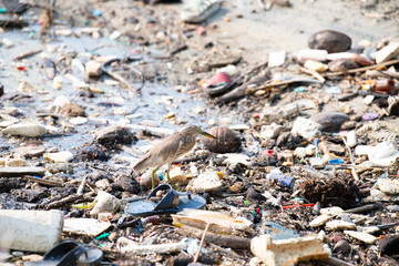Indian pond heron bird or paddybird in a polluted river, plastic waste and wildlife, Kochi, South India, asian Ardeola grayii, environment