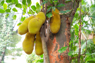 Green ripe jackfruit or nangka growing on a tree, tropical fruit in India, food plantation and harvest