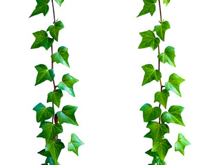 Intertwined Ivy Vines PNG, Intertwined Ivy Vines Transparent Background