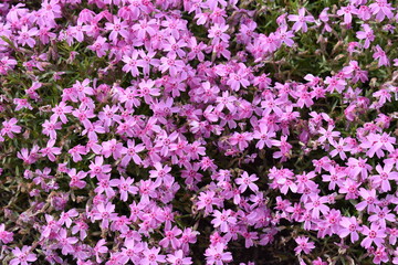芝桜