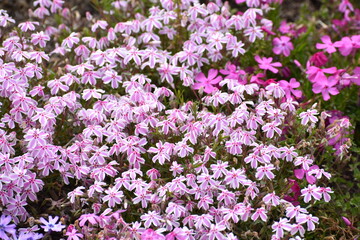 Fototapeta premium 芝桜