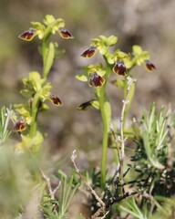 Obraz premium wildlife,nature,animals,plants,forest,jungle,savannah,greenery,ecosystem,flora,fauna,natural,adventure,exploration,wilderness,trees,birds,mammals,reptiles,insects,habitat,balance,harmony,beauty,scener