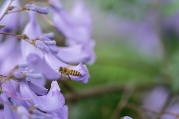 bee flight on Jacaranda flower