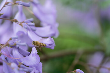 bee flight on Jacaranda flower