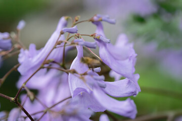 bee flight on Jacaranda flower
