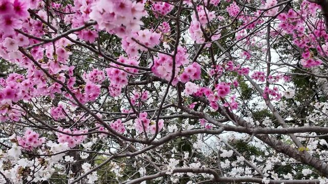 Full Sakura Bloom at Maizuru Park 29 Mar 2025