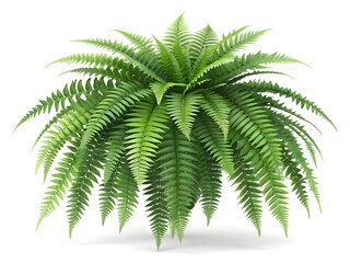 Lush green fern plant with detailed leaves isolated on a clean white background