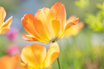 orange Tulpenbl&uuml;ten