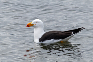 Pacific Gull (Larus pacificus) swimming in coastal waters, showcasing bold black and white plumage

