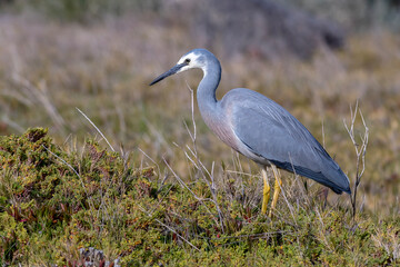 Graceful White-faced Heron (Egretta novaehollandiae) walking through saltmarsh vegetation in coastal landscape