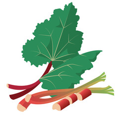 Rhubarb leaves and cut stems.Vector Illustration
