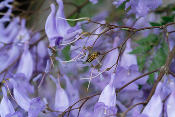 bee flight on Jacaranda flower